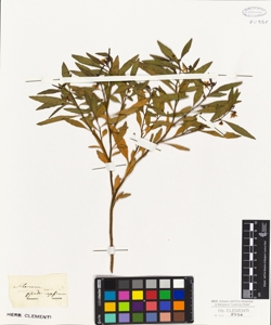 Solanum pseudocapsicum