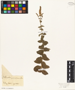 Mentha serotina Ten.