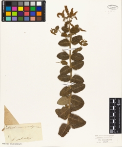 Mentha macrostachya Ten.