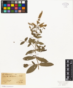 Mentha balsamea Willd.
