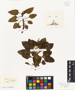 Hyosciamus physaloides