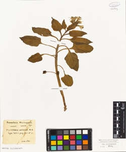 Hyosciamus orientalis B.