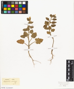 Hyosciamus canariensis Kev.