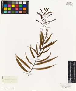 Cestrum salicifolium