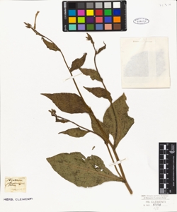 Nicotiana plumbaginifolia