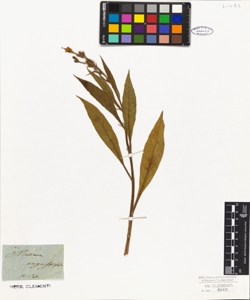 Nicotiana angustifolia