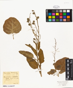 Nicotiana cerinthoides Horn.