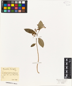 Cestrum foetidissimum Jacq.