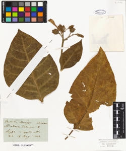 Nicotiana tabacum L.