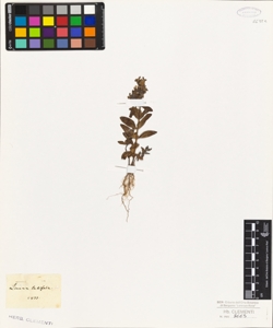 Linaria latifolia
