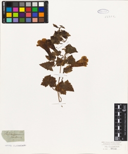 Lophospermum scandens