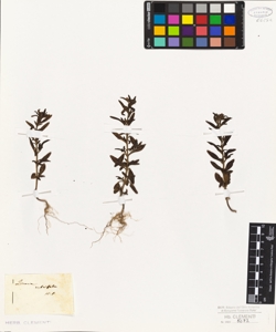 Linaria rubrifolia