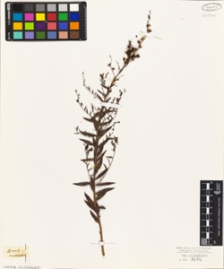 Linaria acutiloba