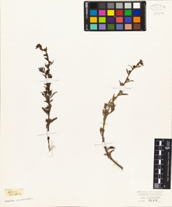 Linaria rubrifolia