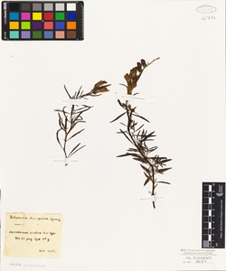Antirrhinum siculum