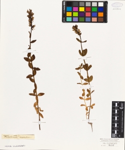 Antirrhinum triphyllum