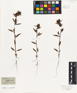 Antirrhinum calycinum