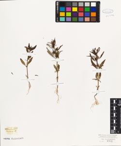 Antirrhinum orontium ? ?