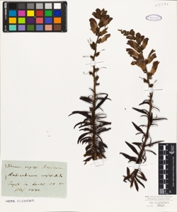 Antirrhinum majus L.