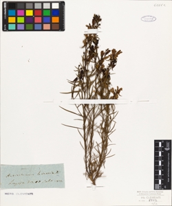Antirrhinum linaria L.