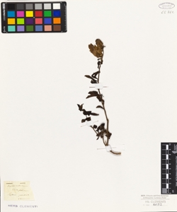 Antirrhinum latifolium