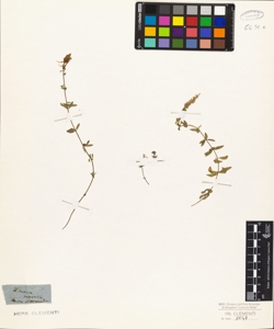 Linaria saxatilis