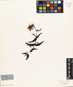 Linaria triornithophora