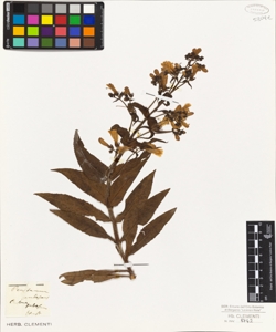 Pentstemon pubescens