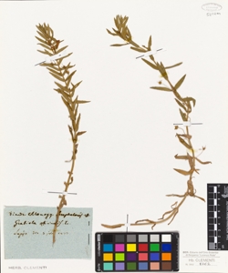Gratiola officinalis L.