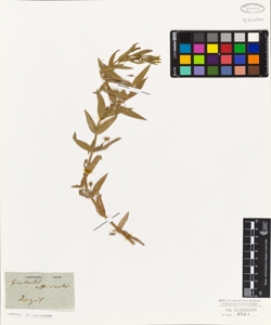 Gratiola officinalis