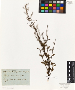Scrophularia canina L.