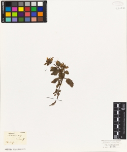 Mimulus luteus