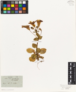 Mimulus guttatus