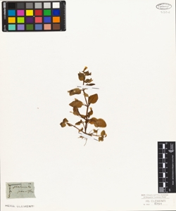 Mimulus parviflorus