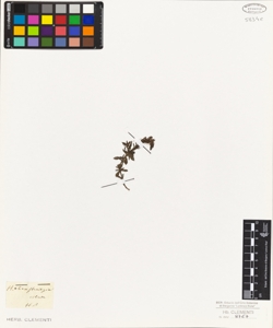 Hebenstreitia ciliata