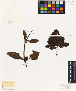 Scrophularia trifoliata