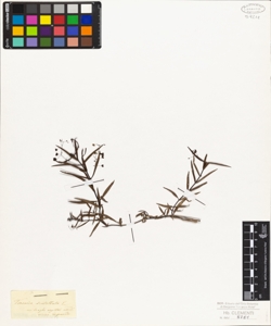 Veronica scutellata L.