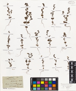 Veronica praecox Vahl.