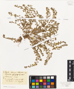 Veronica agrestis L.W.