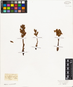 Orobanche foetida W.