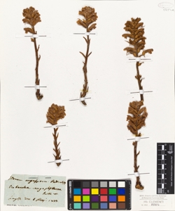 Orobanche caryophyllacea