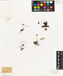 Pinguicola flavescens