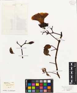 Bignonia grandiflora