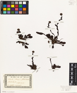 Globularia vulgaris L.