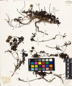 Globularia cordifolia