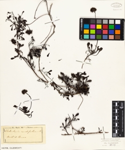 Globularia cordifolia L.