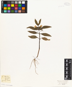 Barleria hexacantha Bertol.