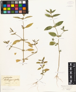 Justicia lithospermifolia