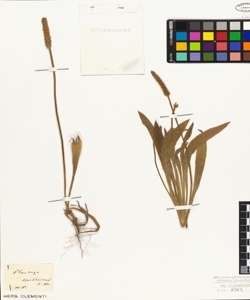 Plantago hookeriana F.M.