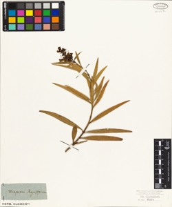 Myoporum angustifolium